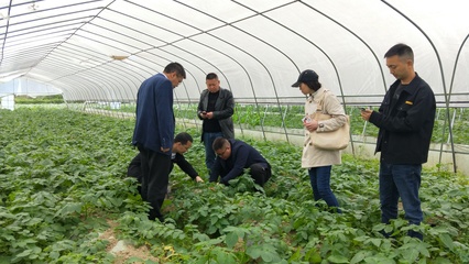 省農(nóng)技專家深入我縣指導糧油生產(chǎn) 助力種植技術(shù)優(yōu)化升級