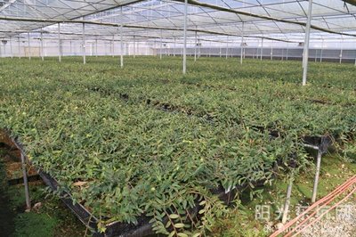 鐵皮石斛種植基地喜獲農業科技成果轉化資金扶持，技術創新迎來新機遇
