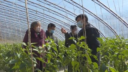 子長蔬菜開發中心 穩防控、強技術、保供應，全力守護“菜籃子”安全