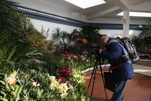 中山公園迎春花卉精品展 70余種珍品競相開放，引領種植技術新探索